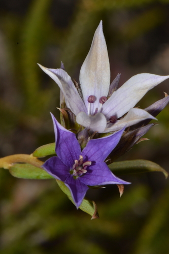 Image of Billardiera fraseri by (c) Tim Hammer, some rights reserved (CC BY)