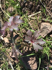 Delphinium cardinale