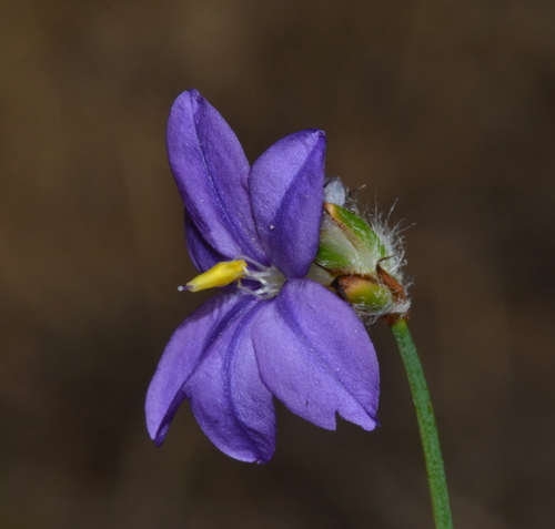 Arnocrinum preisii