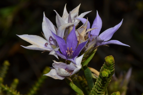 Image of Billardiera fraseri by (c) Tim Hammer, some rights reserved (CC BY)