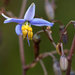 Dianella callicarpa - Photo (c) Boobook48, some rights reserved (CC BY-NC-SA)