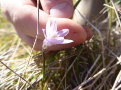 Dipterostemon capitatus