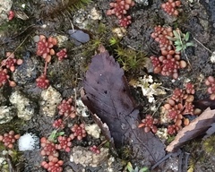 Sedum smallii