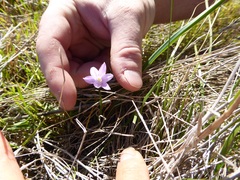Dipterostemon capitatus