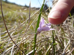 Dipterostemon capitatus