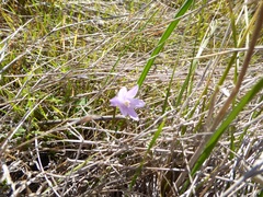Dipterostemon capitatus