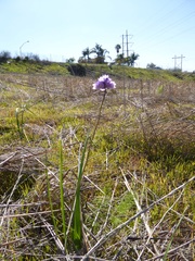 Dipterostemon capitatus capitatus