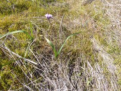 Dipterostemon capitatus capitatus