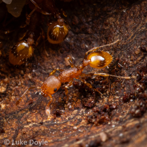 背视图图像 - Luke Doyle