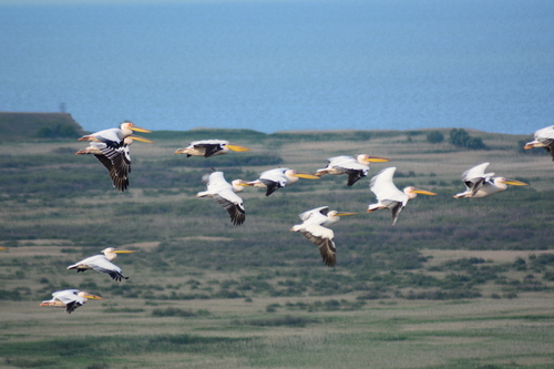 iNaturalist: (c) Julia C, some rights reserved (CC BY-NC), uploaded by Julia C iNaturalist image