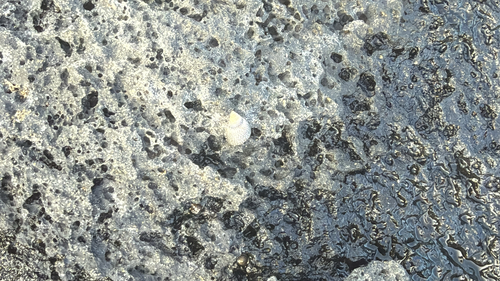 Littoraria pintado observed 2026-01-25