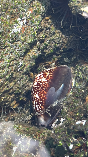 Monetaria caputserpentis observed 2026-01-25
