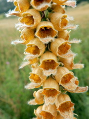Digitalis ferruginea