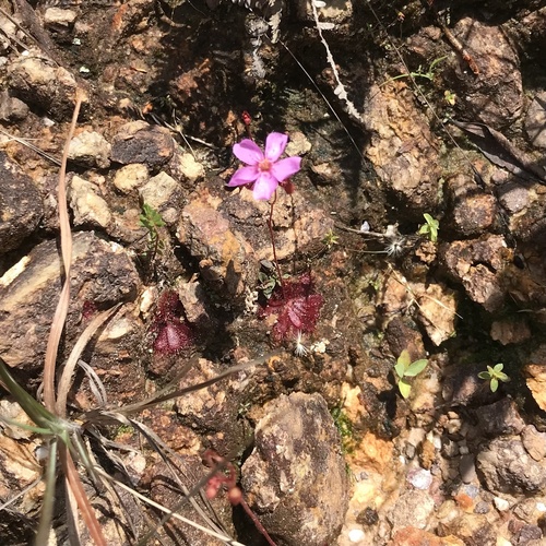 Drosera montana (Drosera montana)