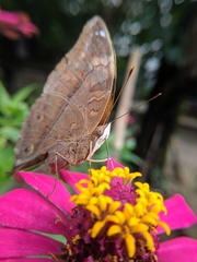 Doleschallia bisaltide