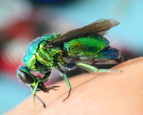 Emerald Cuckoo Wasp