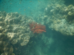 Melithaea
