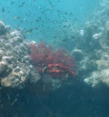 Melithaea