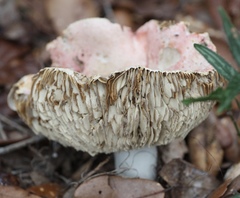 Russula silvicola