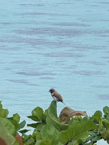 Chestnut-breasted Mannikin (Lonchura castaneothorax), photo 4