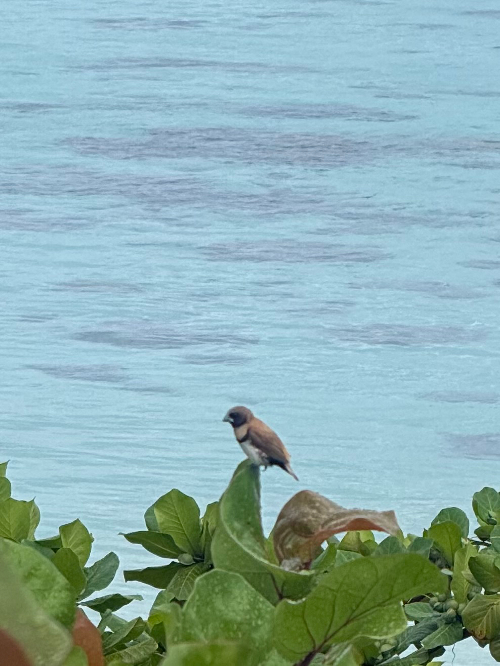 Chestnut-breasted Mannikin (Lonchura castaneothorax), photo 4