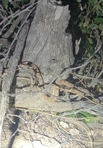 Egg-eating Snake