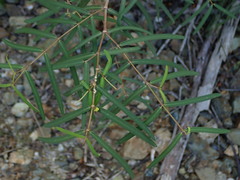 Euphorbia articulata