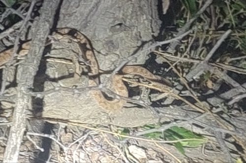 Egg-eating Snake