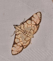 Aphytoceros lucusalis
