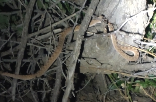 Egg-eating Snake