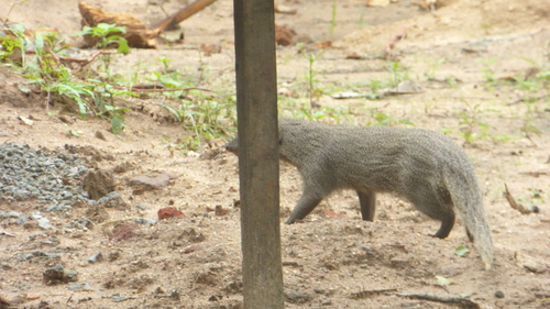 Indian Grey Mongoose