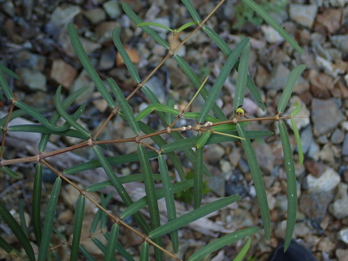 Image of Euphorbia articulata by (c) Daniel Cahen, some rights reserved (CC BY)
