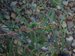 Euphorbia articulata