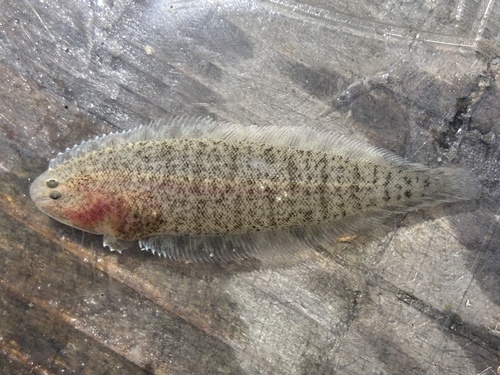 California tonguefish (Symphurus atricaudus) — Cynoglossidae
