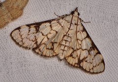 Aphytoceros lucusalis