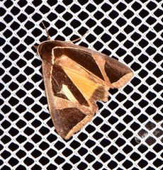 Agamana conjungens