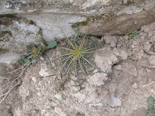 Lactuca viminea (Lactuca viminea)