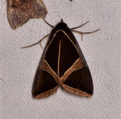 Agamana conjungens