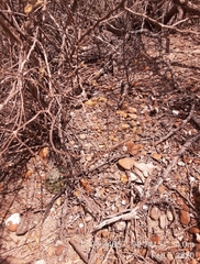 Mammillaria sphaerica