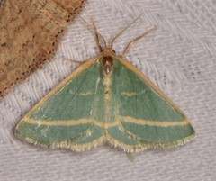 Mixocera latilineata