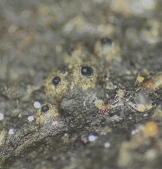 Podospora decipiens