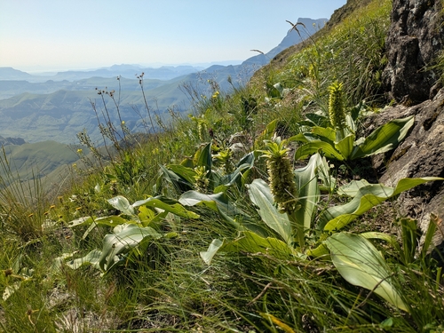 Eucomis humilis