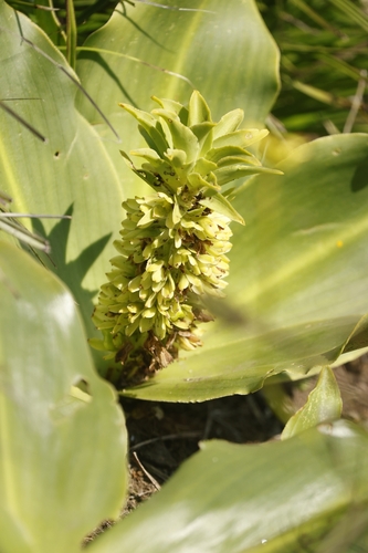 Eucomis humilis