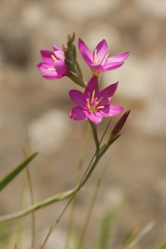 Hesperantha baurii, photograph 2