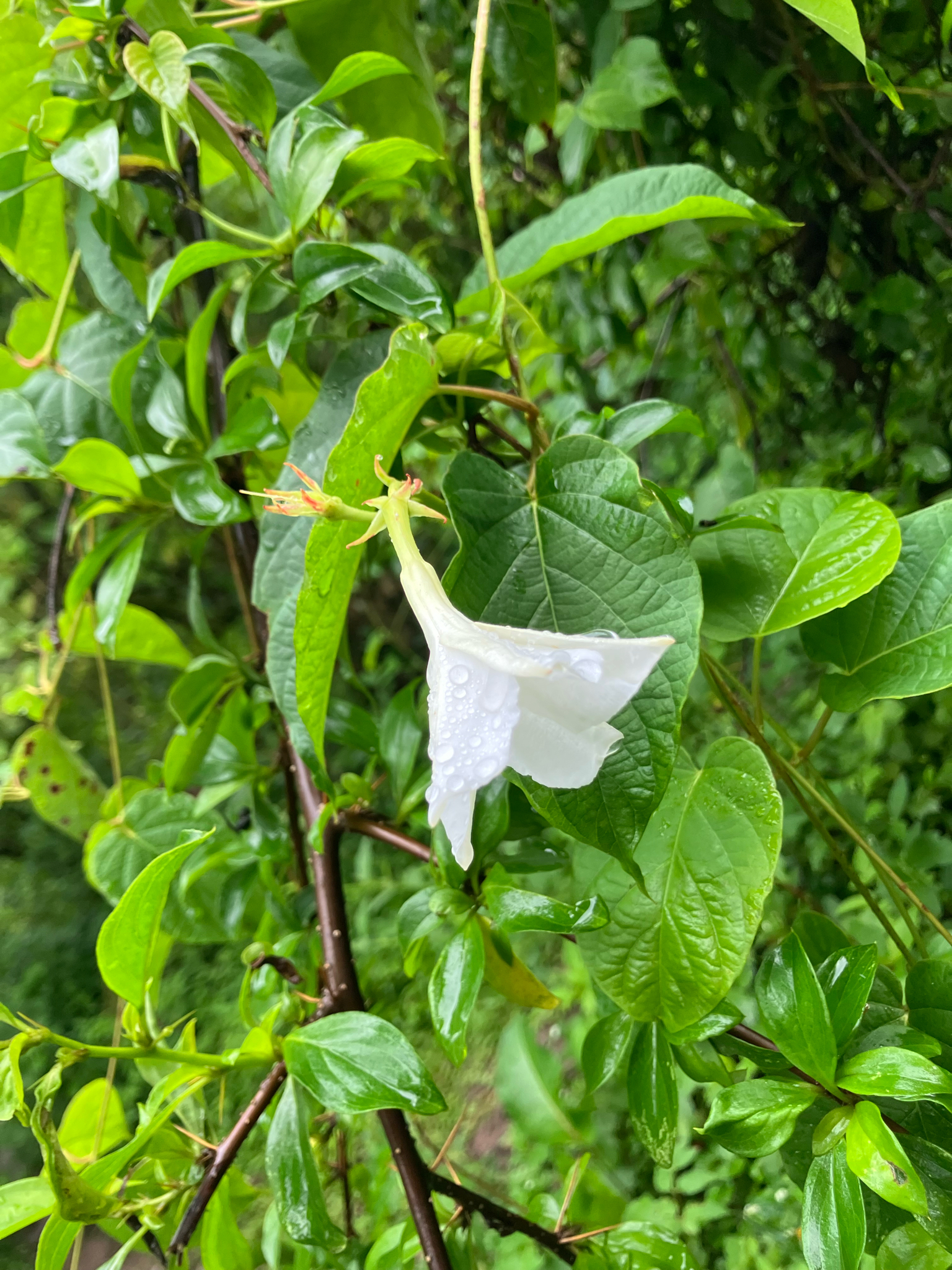Chilean Jasmine (Mandevilla laxa)