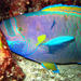 Spectacled Parrotfish - Photo (c) NOAA Photo Library, some rights reserved (CC BY)
