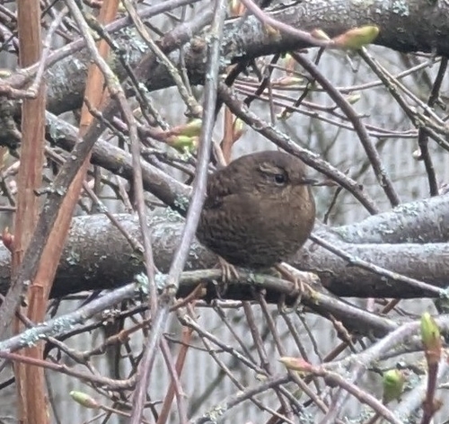 Pacific Wren (Troglodytes pacificus), photo 3