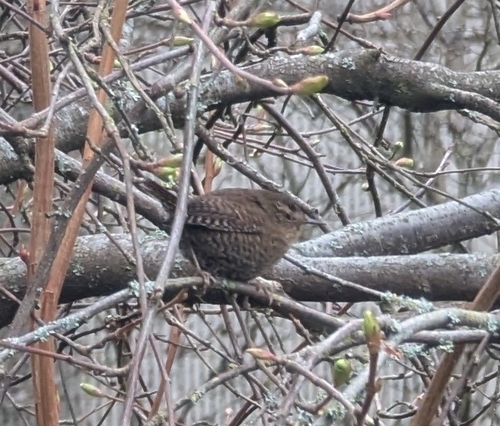 Pacific Wren (Troglodytes pacificus), photo 4