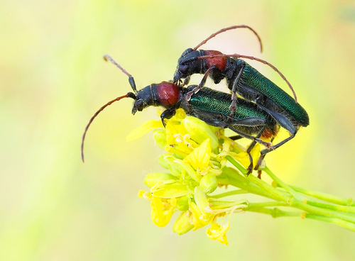 Certallum ebulinum