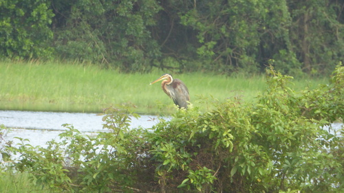 iNaturalist: (c) jw66, some rights reserved (CC BY-NC) iNaturalist image